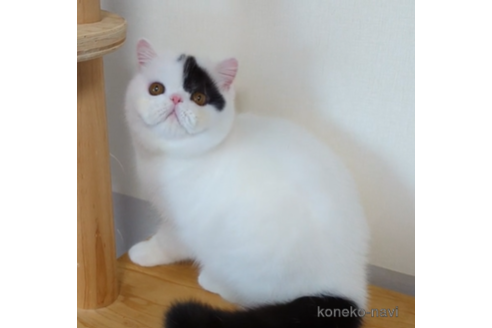 販売中の広島県のエキゾチックショートヘア-47392